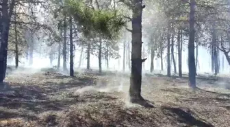 Tekirdağ'da çıkan orman yangını kontrol altına alındı