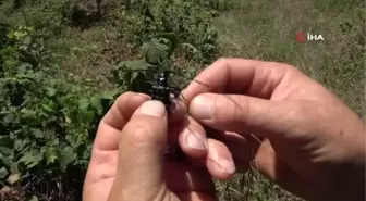 Fındıkta 'Drakula' tehdidi yok