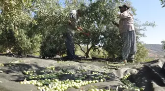 Silifke'de Zeytin Hasadı Başladı