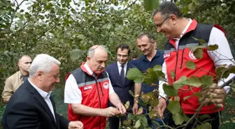 Ordu Valisi Erol, fındık üreticisini ziyaret etti