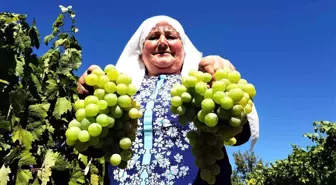 Safranbolu'da Çavuş Üzümü Hasadı Başladı, Rekolte Düşük Bekleniyor