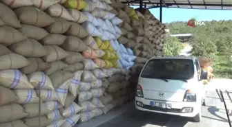 Alaplı'da Fındık Fiyatı 100 TL'ye Ulaştı