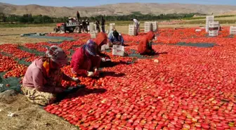 Malatya'da kurutmalık domates hasadı devam ediyor