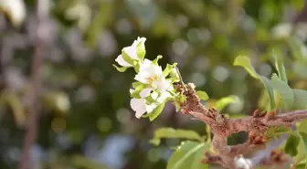 Manisa Demirci ilçesinde eylül ayında kiraz ağacı çiçek açtı