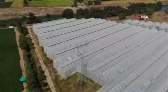 Balıkesir'de Jeotermal Serada Muz Yetiştiriciliği Devam Ediyor