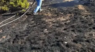 Çorum'un Oğuzlar ilçesinde çıkan yangında tarım arazisi ve ormanlık alan zarar gördü