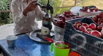 Gazipaşa'da Dikensiz ve Çekirdeksiz Nar Hasadı Başladı