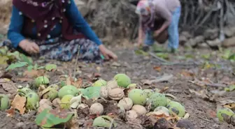 Çorum Oğuzlar ilçesinde ceviz hasadı başladı