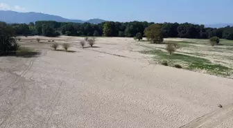 Düzce'de yaşanan sel felaketinin ardından mil kuraklığı yaşanıyor