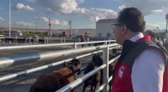 Türkiye'nin İlk Veteriner Yol Kontrol Denetim İstasyonu Erzurum'da Açıldı