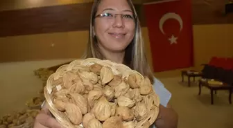 Aydın Germencik İncir Yarışmasında Birinci Durmuş Şahin