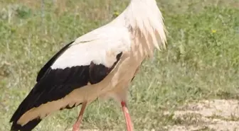 Sinop'ta Leylek Popülasyonu Projesi Devam Ediyor