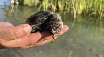 Elazığ'da Yolda Bulunan Su Tavuğu Yavrusu Hazar Gölü'ne Salındı