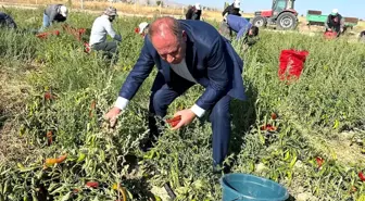 Ereğli Belediyesi Organik Tarım Projesi kapsamında salçalık biber dağıtıyor