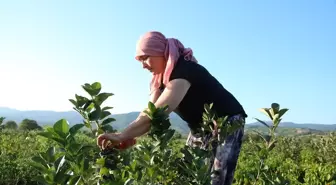 Çanakkale'de Kadın Üretici Aronya Hasadı Yapıyor