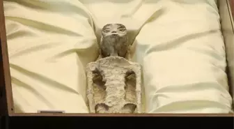 Meksika'daki uzaylı fosilleri canlı yayında incelendi! Bir tanesi hamile çıktı