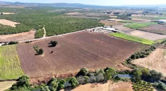 Mudanya Belediyesi Ayçiçeği Hasadı Töreni