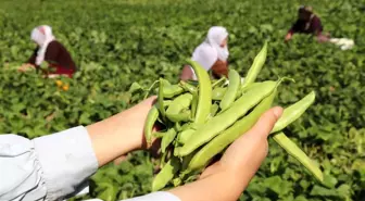 Gevaş Fasulyesi Coğrafi İşaret Tescili Aldı