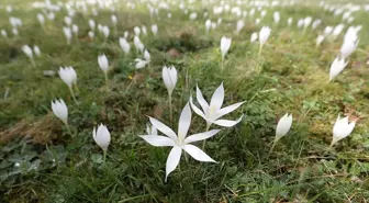 Karadeniz yaylalarında vargit çiçekleriyle süslenme zamanı