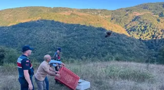 Yakakent ilçesinde yetiştirilen sülünler doğaya salındı