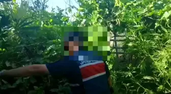 Aksaray'da Uyuşturucu Operasyonu: 22 Kök Kenevir ve 200 Gram Esrar Ele Geçirildi