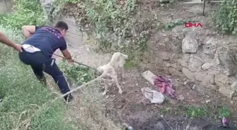 Turgutlu'da Dereye Düşen Sokak Köpeği Kurtarıldı