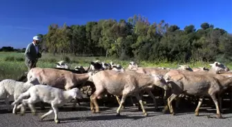 İtalya'nın Sardinya adasında Kırgız çobanlar aranıyor