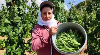 Çameli Fasulyesinde Yaş Hasat Devam Ediyor