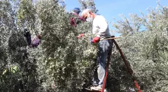 Mersin'de Zeytin Hasadı Başladı