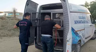 Turgutlu'da Dereye Düşen Sokak Köpeği Kurtarıldı