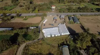 Zonguldak'ta Atıl Durumdaki Arazi Silajlık Mısır Üretimiyle Canlandı