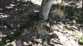 Bergama'da Ceviz ve Zeytin Üreticileri Rekolte Düşüklüğünden Şikayetçi