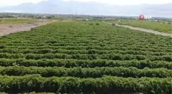 Elazığ'da 120 bin dönümde üzüm hasadı başladı