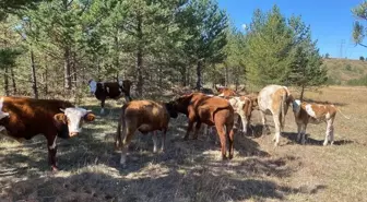 Erzincan'da kaybolan 10 büyükbaş, dron ile bulundu