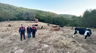 Eskişehir'de kaybolan büyükbaş hayvan sürüsü dronla bulundu