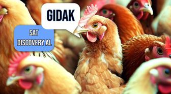 Tavukların Duygusal Durumunu Anlayabilen Yapay Zeka Sistemi Geliştirildi