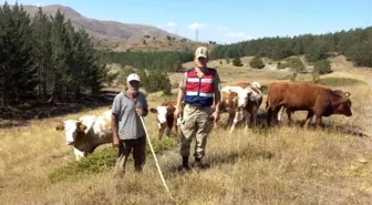 Erzincan'da kaybolan büyükbaş hayvanlar drone ile takip edilerek bulundu