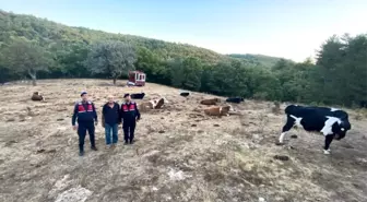 Eskişehir'de Kaybolan Büyükbaş Hayvanlar Bulundu