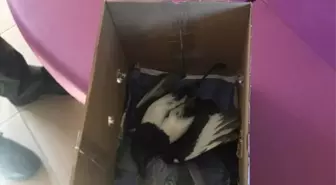 Kırıkkale'de Yavru Karga Tedavi Edildi
