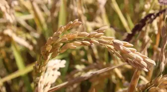 Tosya'da çeltik hasadı başladı