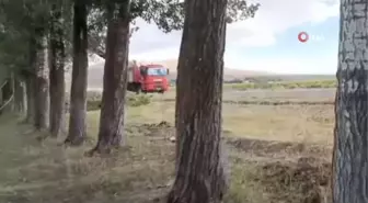 Yüksek gerilim hattının üzerinden geçtiği 200 ağaç kesildi