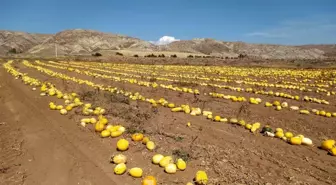 Sivas'ta Kadın Girişimci Kabak Çekirdeği Üretiminde Başarı Yakaladı