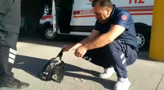 Erzincan'da Sağlık Çalışanı Hastane Önünde Kargayı Besledi