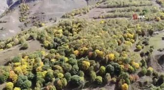 Sonbaharın ilk fotoğrafları bu köyde çekiliyor