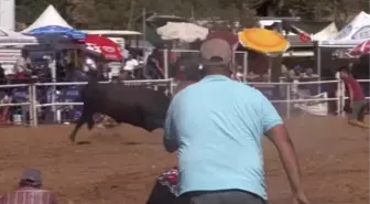 Muğla'da Boğa Güreşi Festivali Devam Ediyor