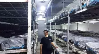 Kütahya'da Girişimci Kadın 36 Ton Kapasiteli Kültür Mantarı Üretim Tesisi Kurdu