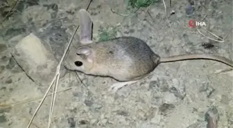 Erzincan'da Arap tavşanı yanlışlıkla kanguru faresi sanıldı