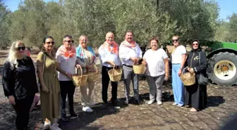 Balıkesir Ayvalık'ta Zeytin Hasadı Başladı