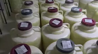 Van'ın dağlarından toplanan endemik bitkiler ile otlu peynire yeni tatlar katıyor
