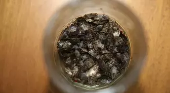 Ordu'da Fındık Fabrikasında Kahverengi Kokarca Böceği Görüldü